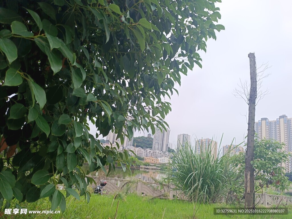 城郊绿植与远处楼宇景观