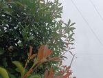 雾中绿植景观