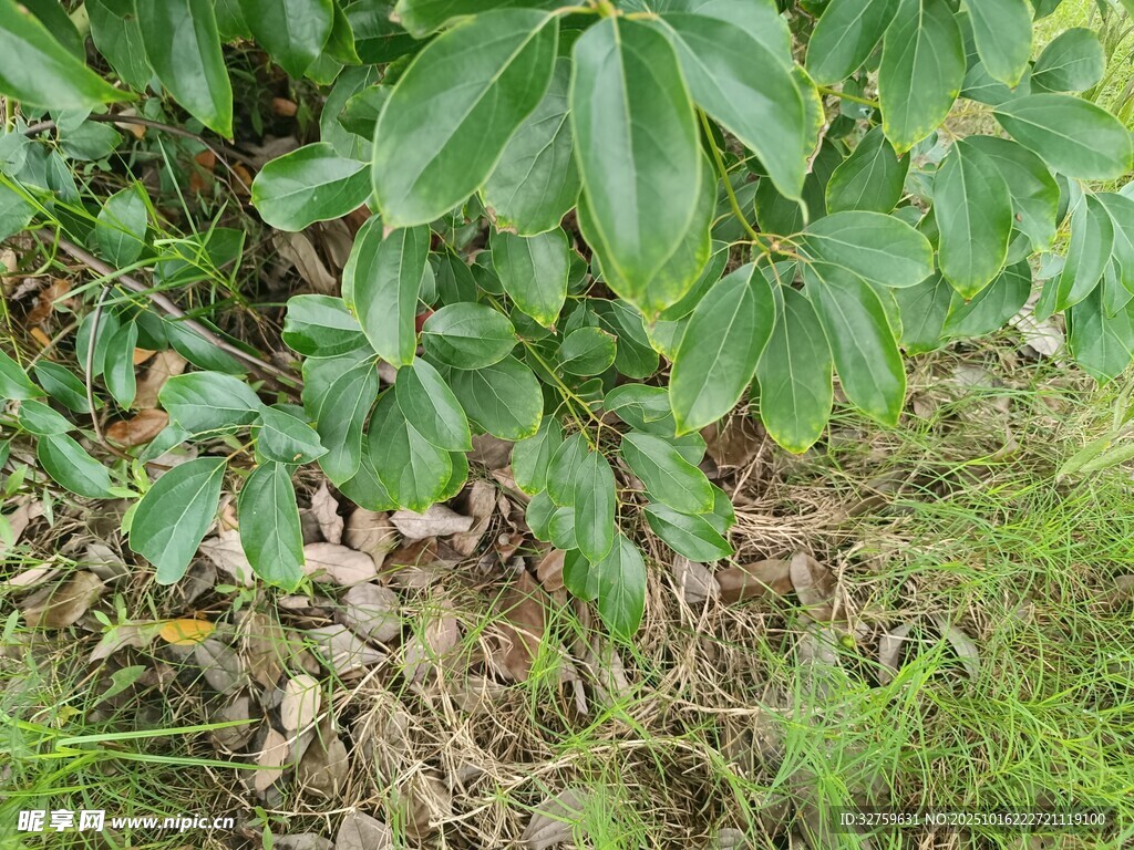 绿叶繁茂的地面植物