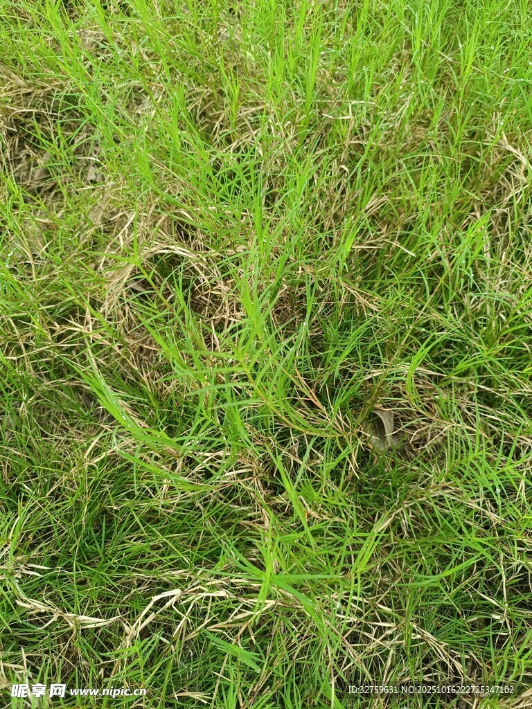 翠绿繁茂的丛生野草