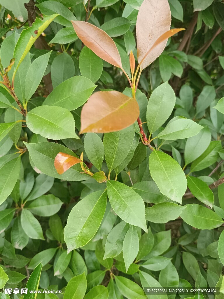 绿叶红边的繁茂植物