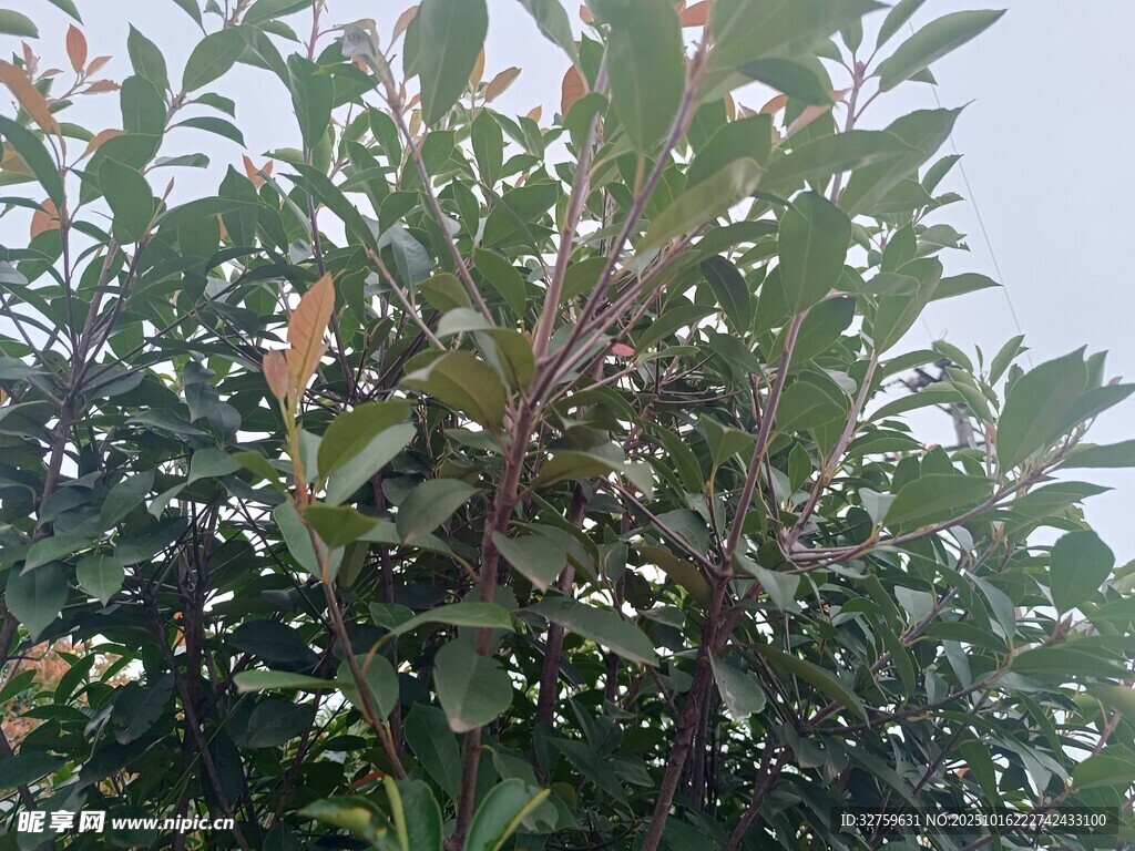 绿叶繁茂的植物景观