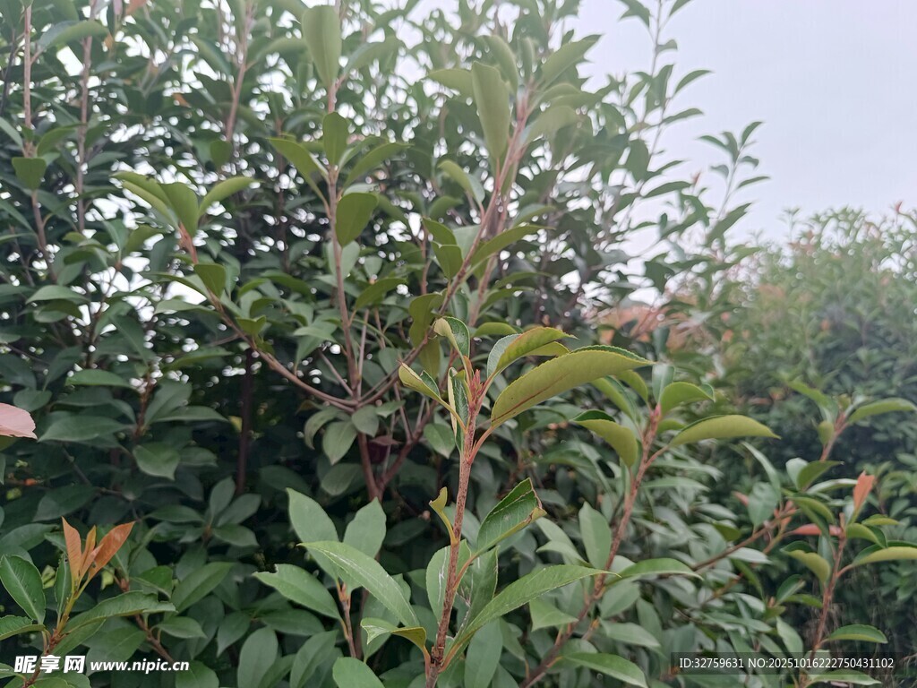 繁茂绿植景观