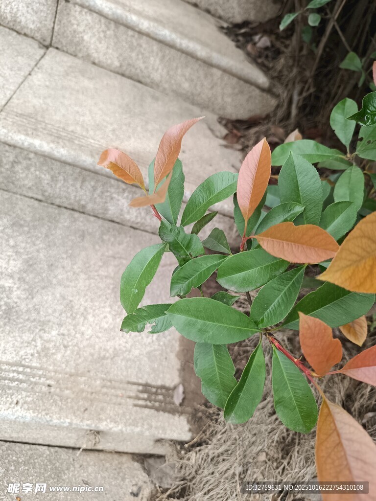 石阶旁的多彩绿植