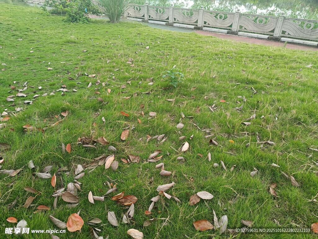 草地散落枯叶景象