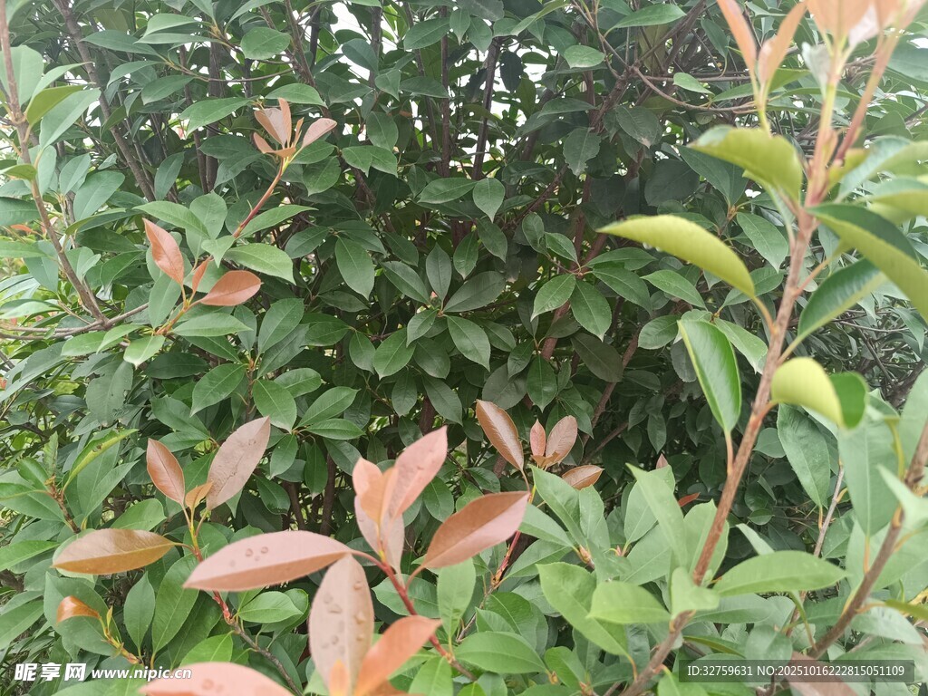 多彩叶片植物景观