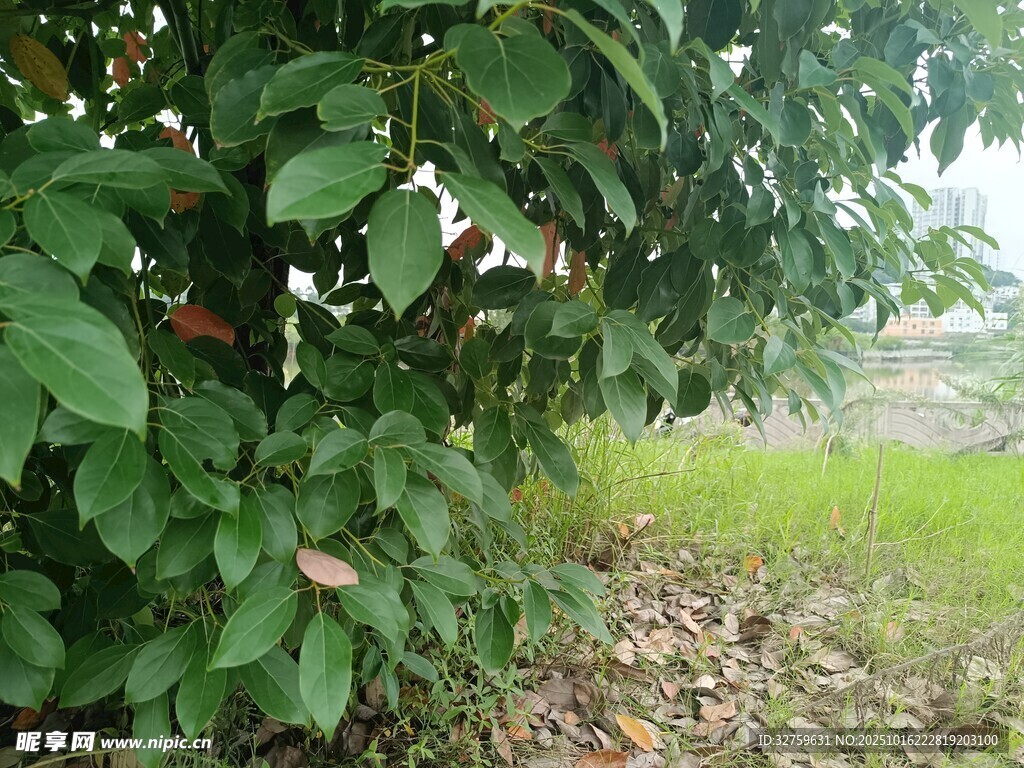绿叶繁茂的树