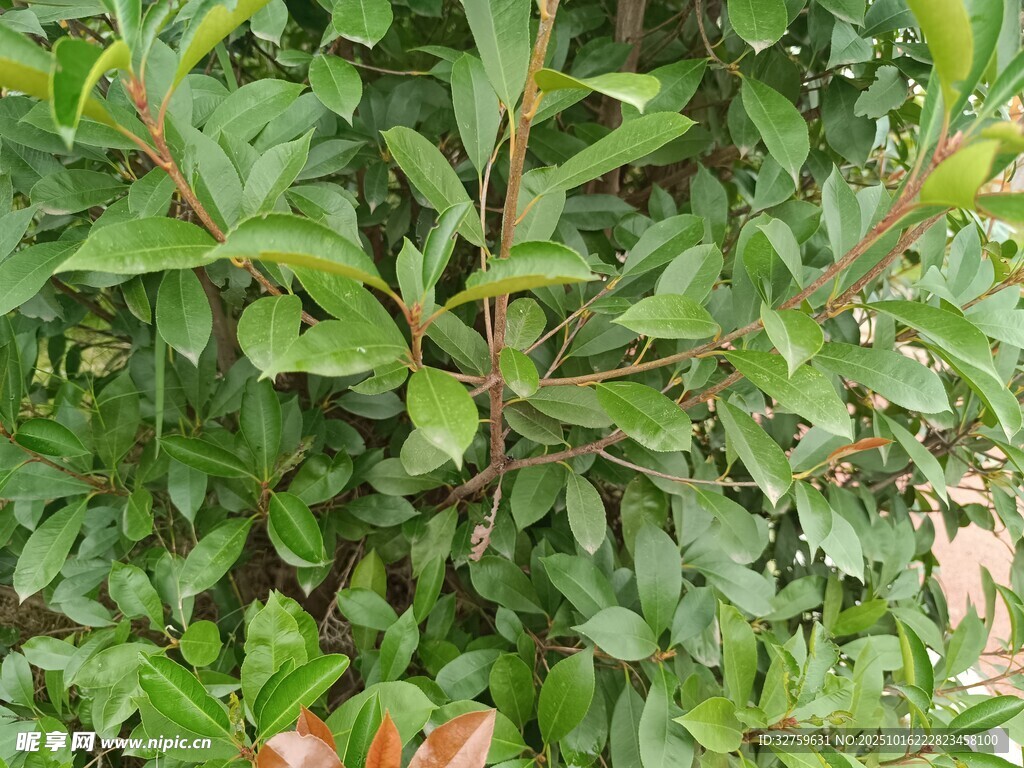 绿叶植物特写