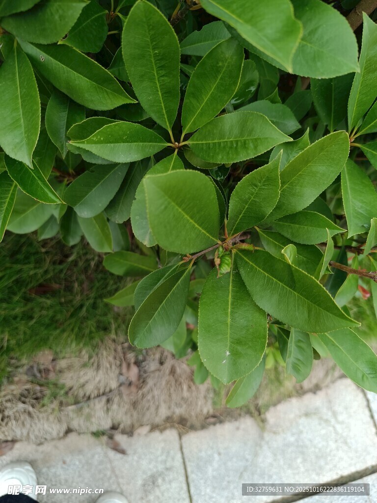 绿叶植物近景特写