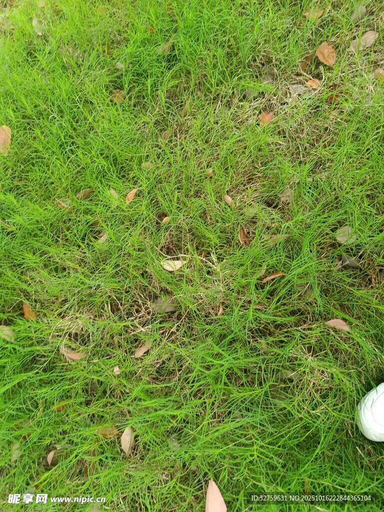 草地上的白色高尔夫球