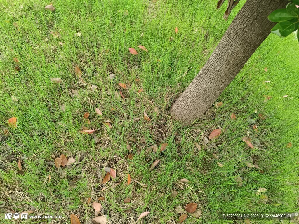 树下草地景象