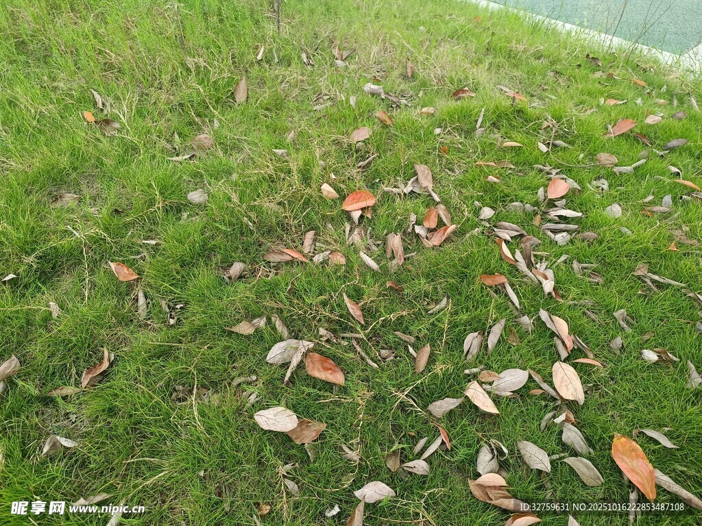 草地上的散落枯叶