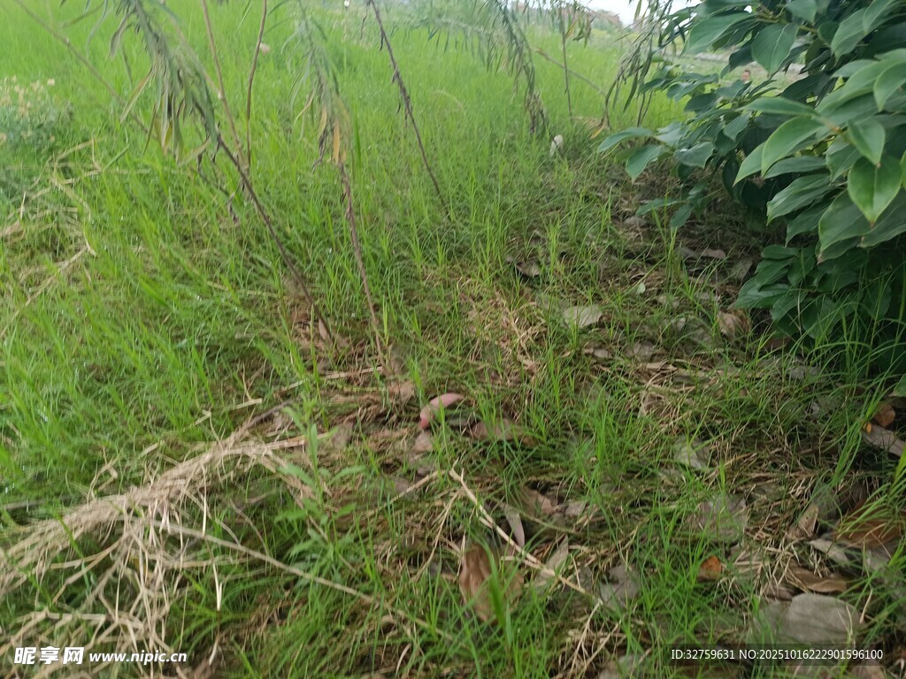 野外草地植物景象