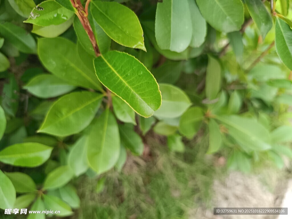 翠绿叶片的生机植物