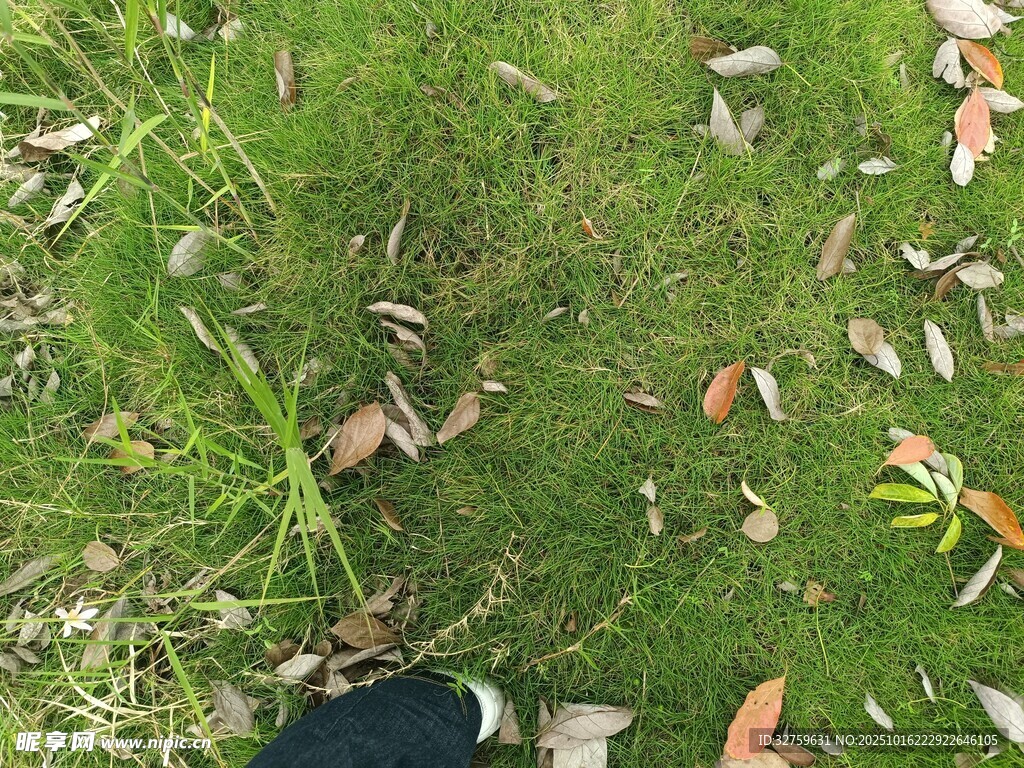 草地上的落叶与绿植