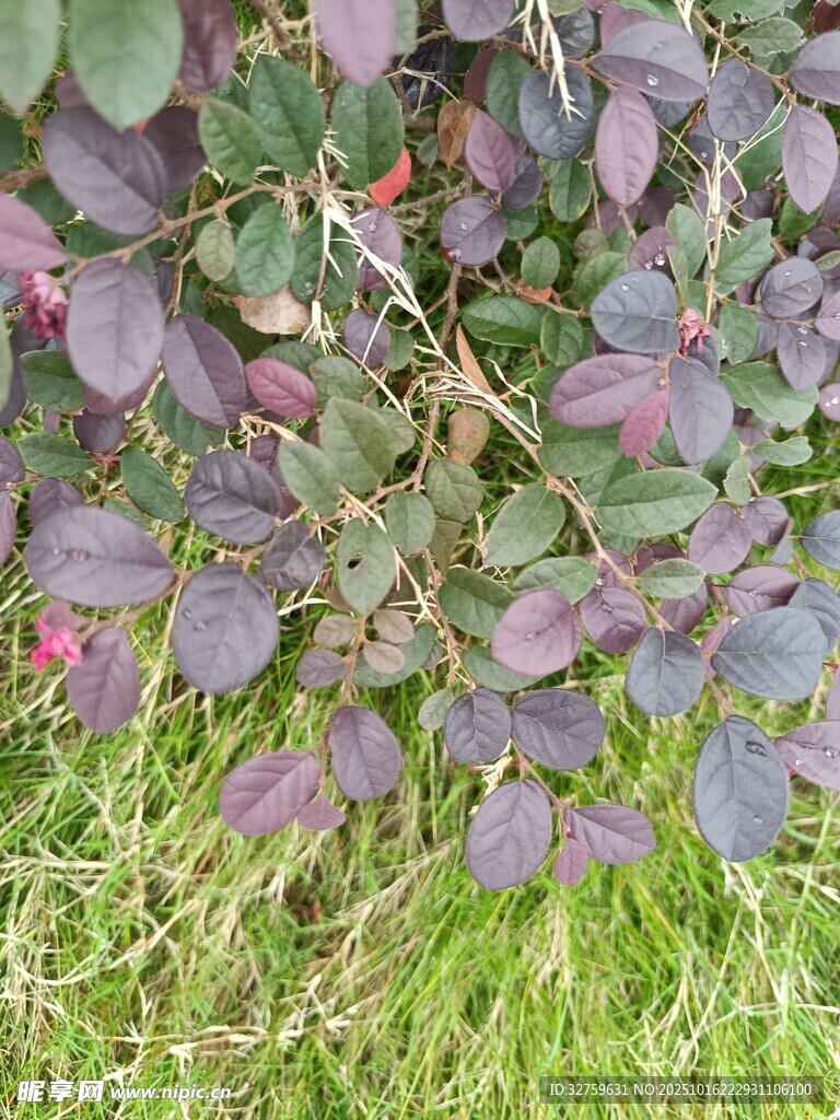 紫叶植物与绿草景观