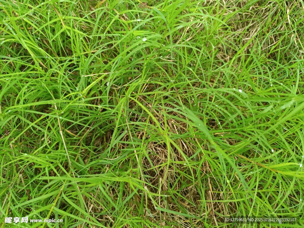 翠绿茂盛的草地