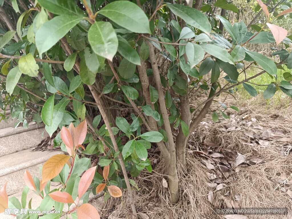 庭院绿植 