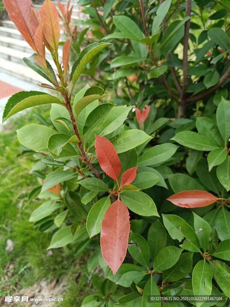 红叶绿叶交织的植物景观