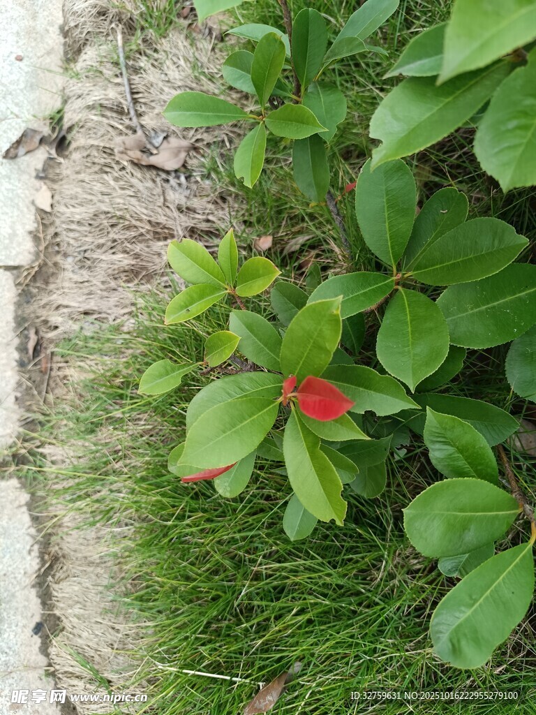 石缝中绽放的艳丽红花