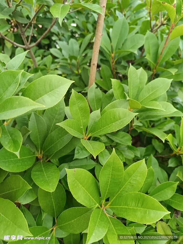 翠绿繁茂的植物景观
