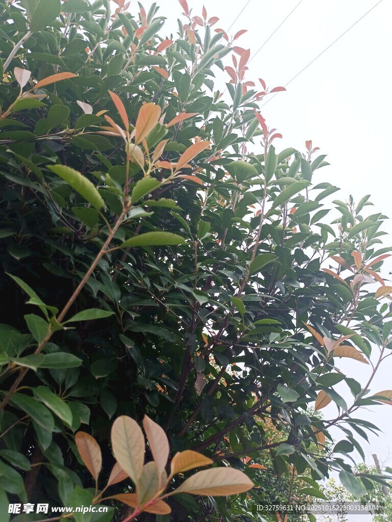 绿叶间的多彩叶片