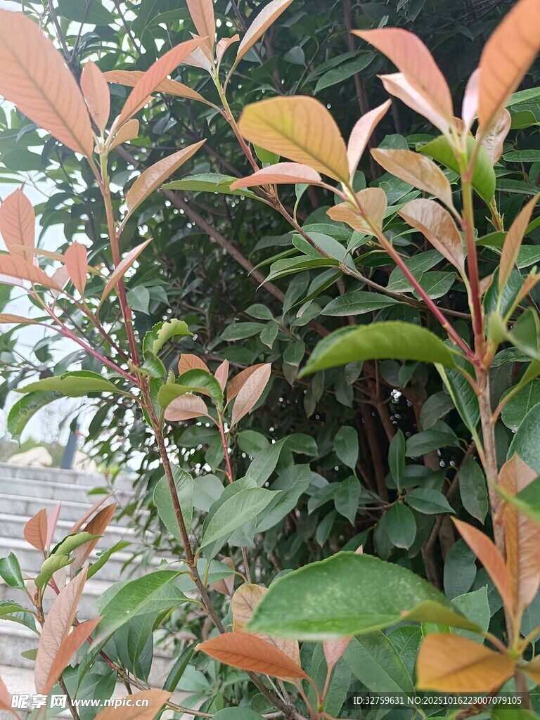 色彩斑斓的枝叶植物