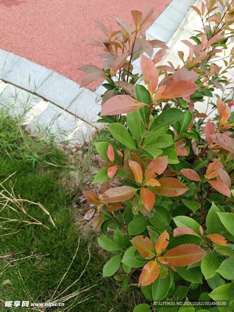 路边多彩灌木植物景观