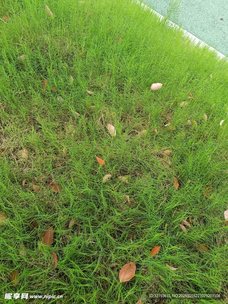 翠绿草地与散落枯叶