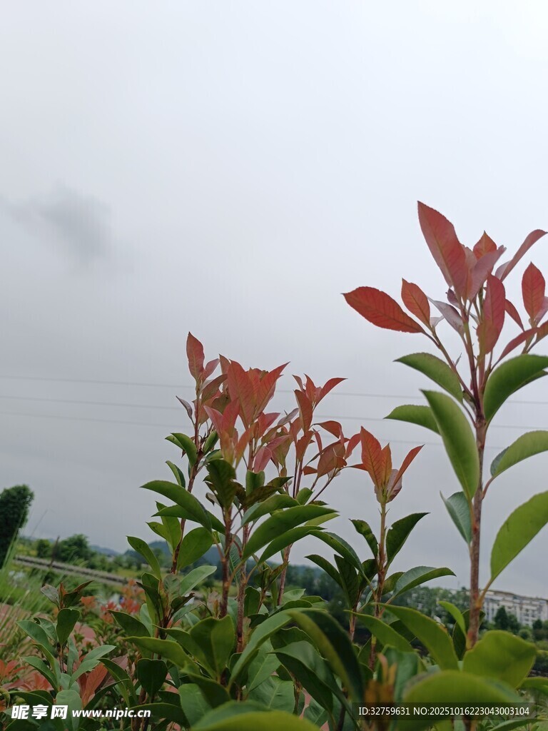 红绿叶植物 
