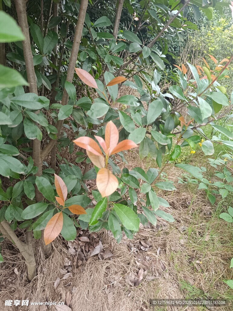 绿叶间的橙红新叶
