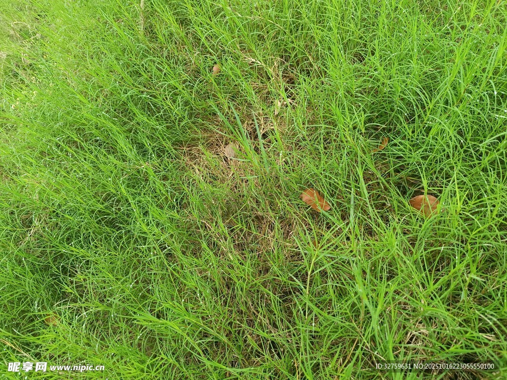 草丛中的隐秘景象