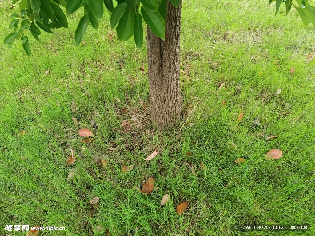 树下绿草与落叶景象