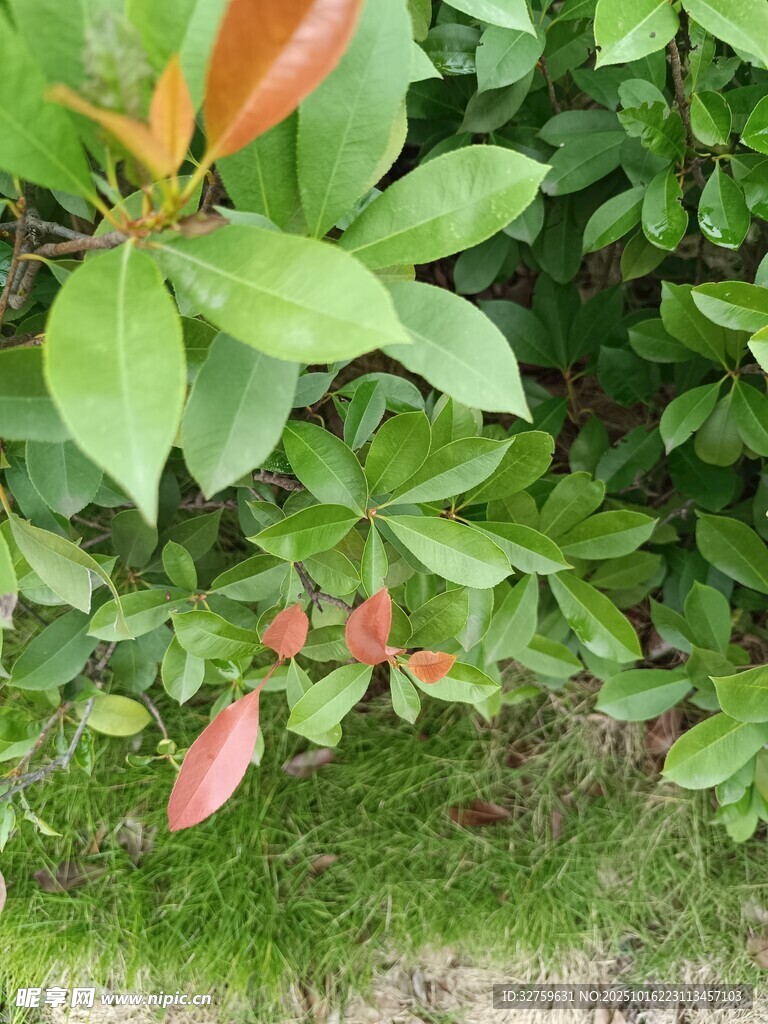 绿叶红梢的生机植物