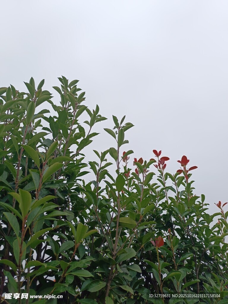 绿叶间的娇艳红花