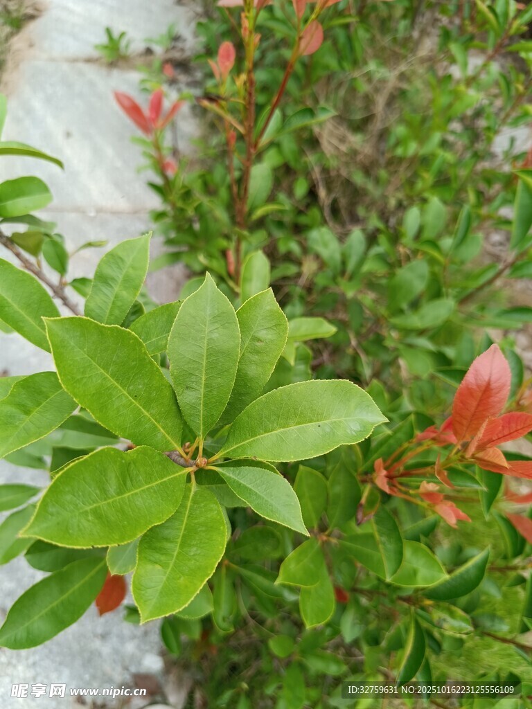 绿叶红花的美丽植物