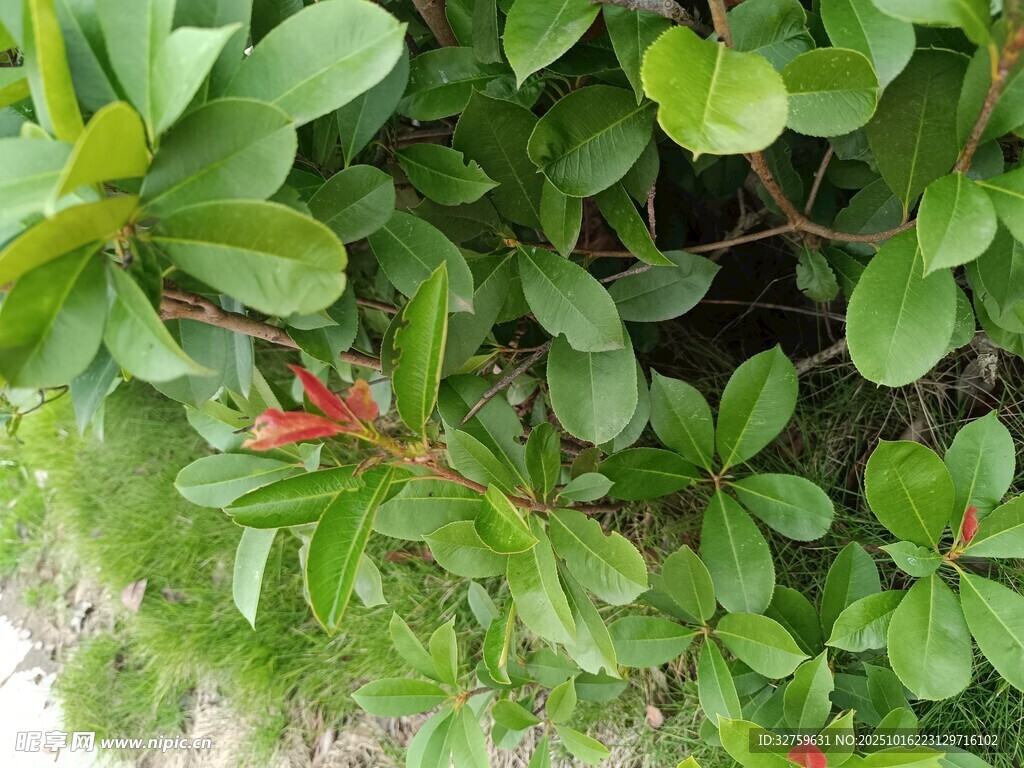绿叶丛中点点红