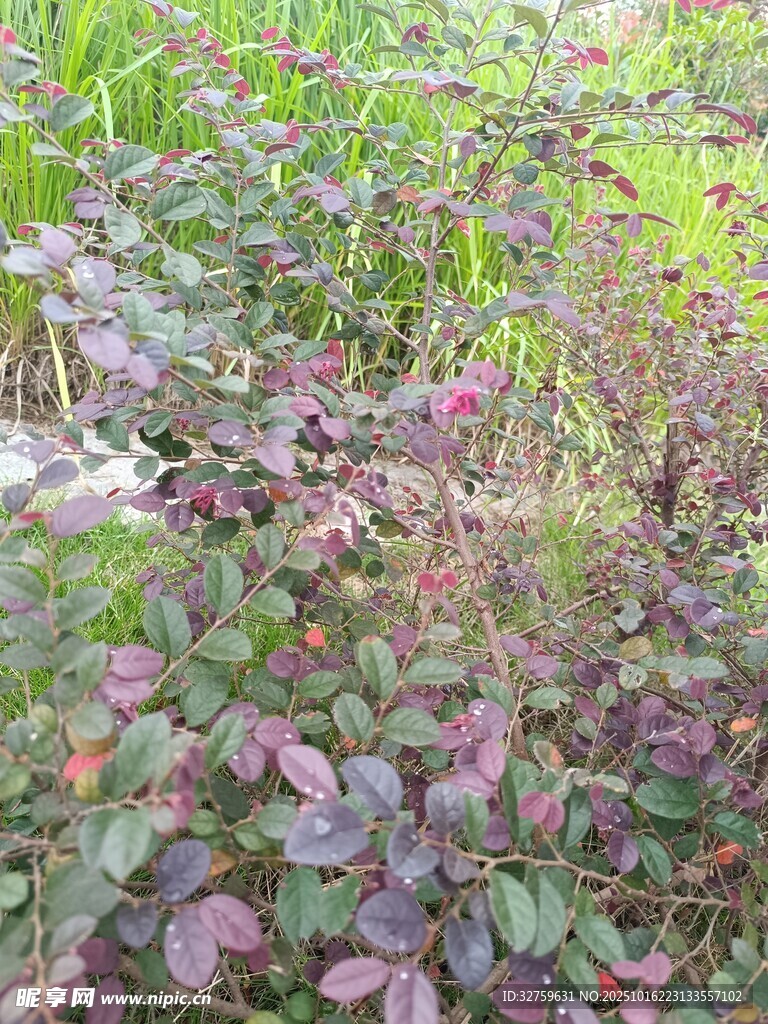 多彩植物景观