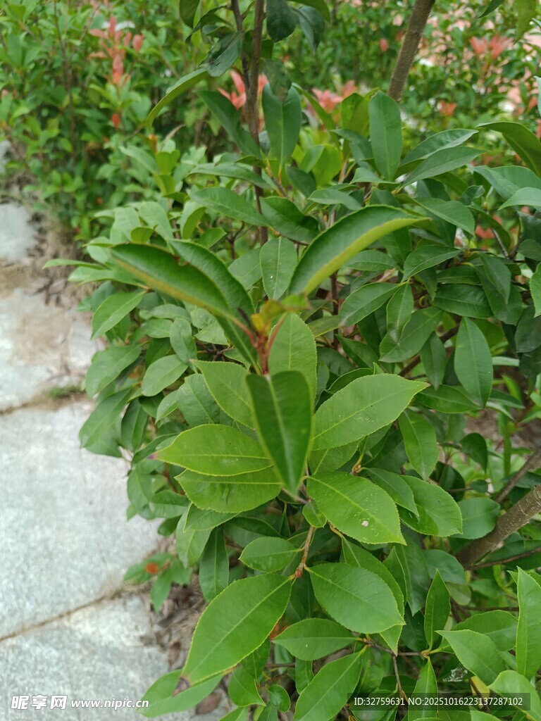 绿叶繁茂的庭院植物景观