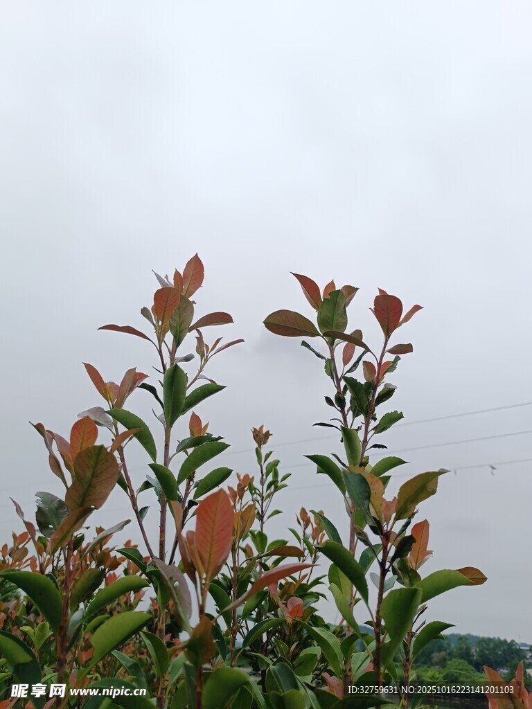 枝头红叶植物特写