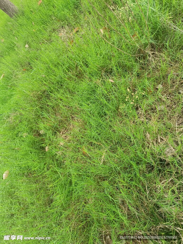 翠绿草地特写