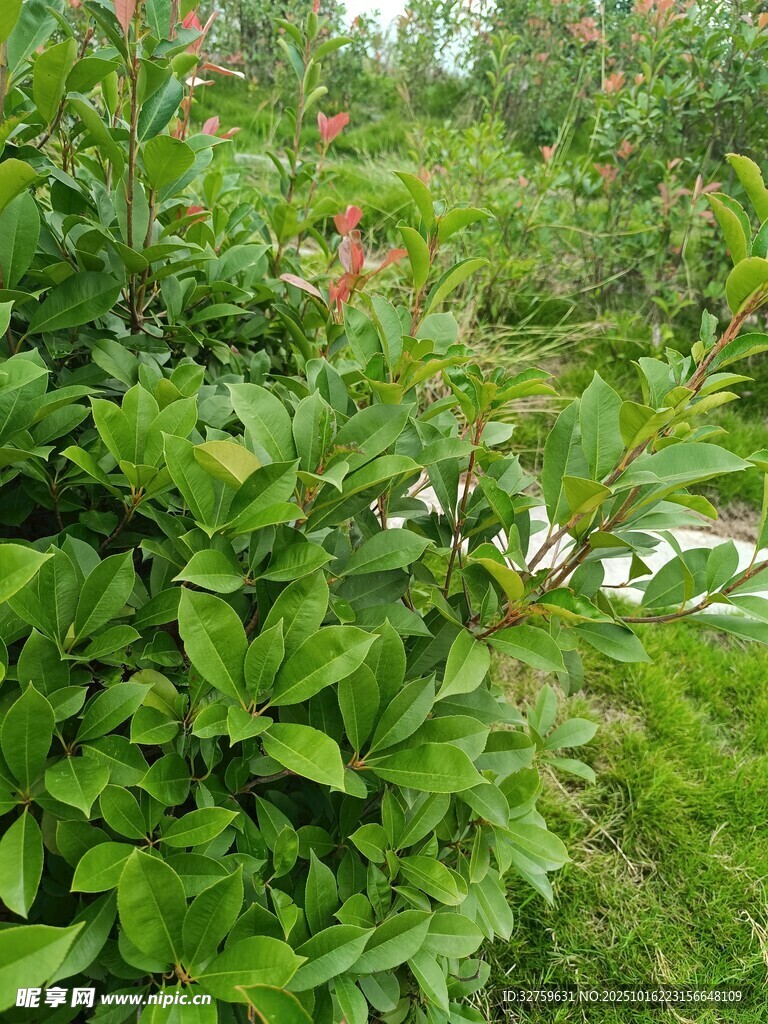 绿意盎然的灌木植物景观