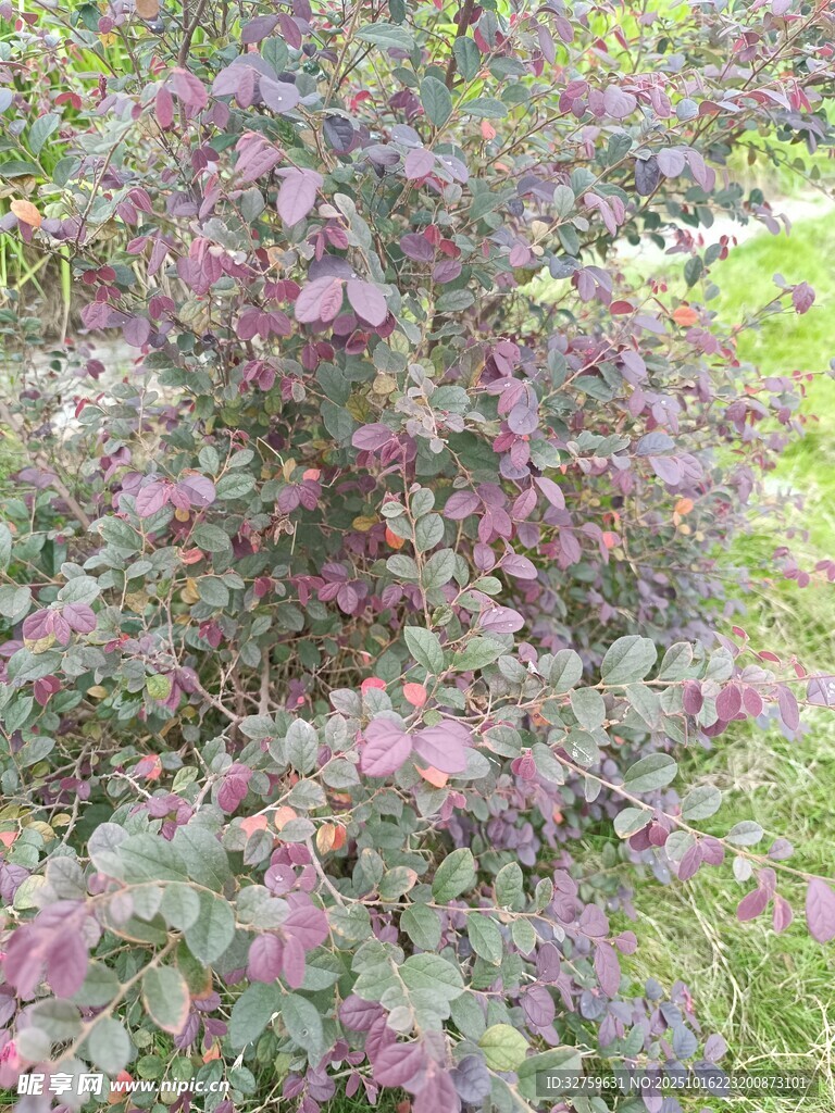 紫色叶片植物特写