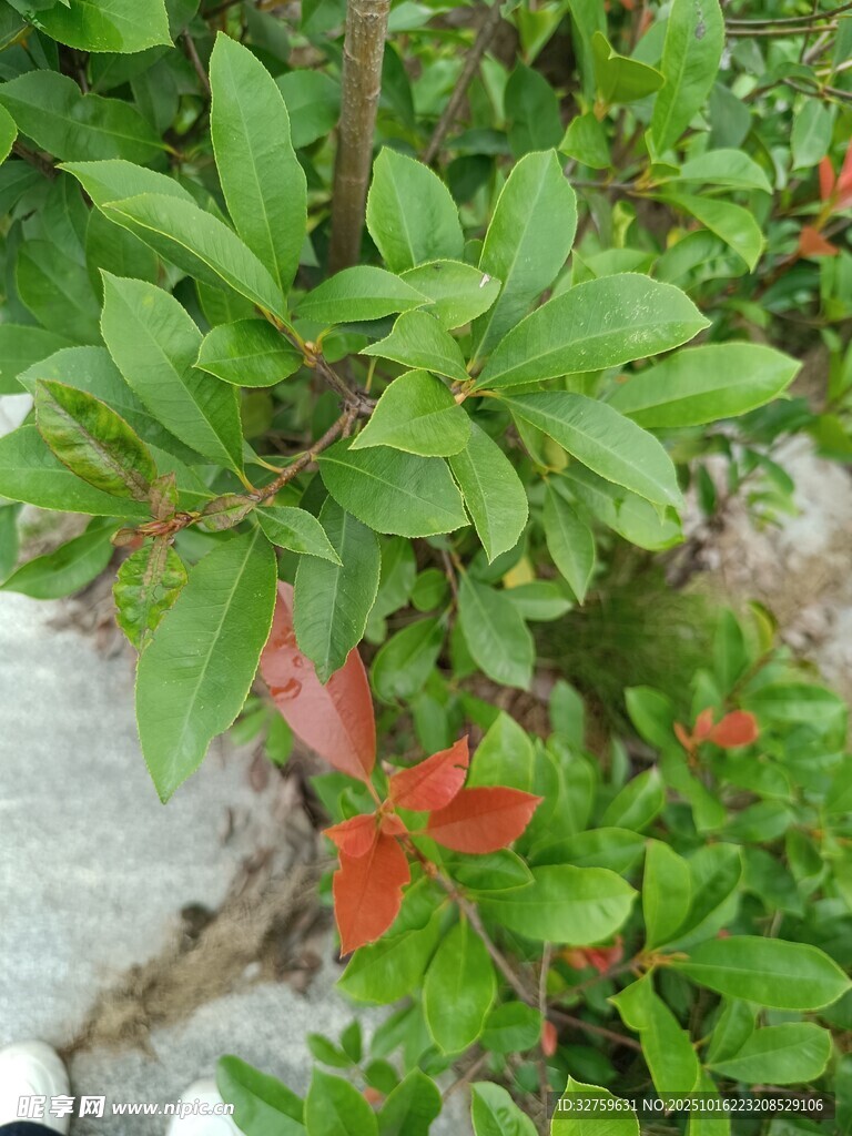 绿叶间的红色小花