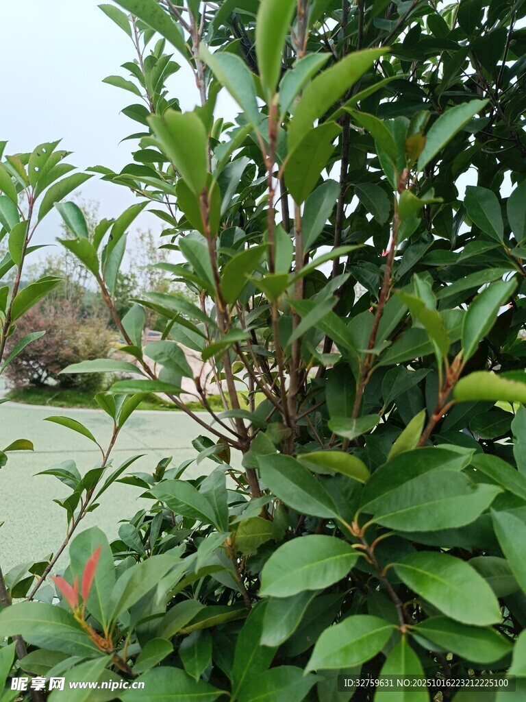 绿叶繁茂的植物景观