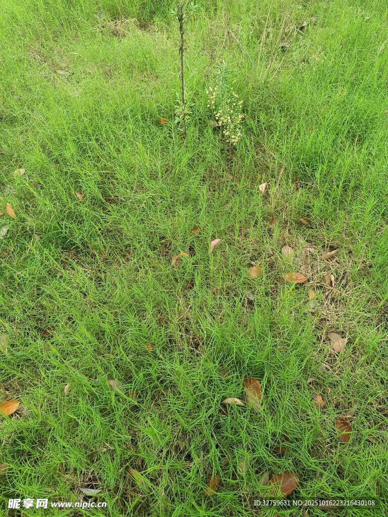 翠绿草地