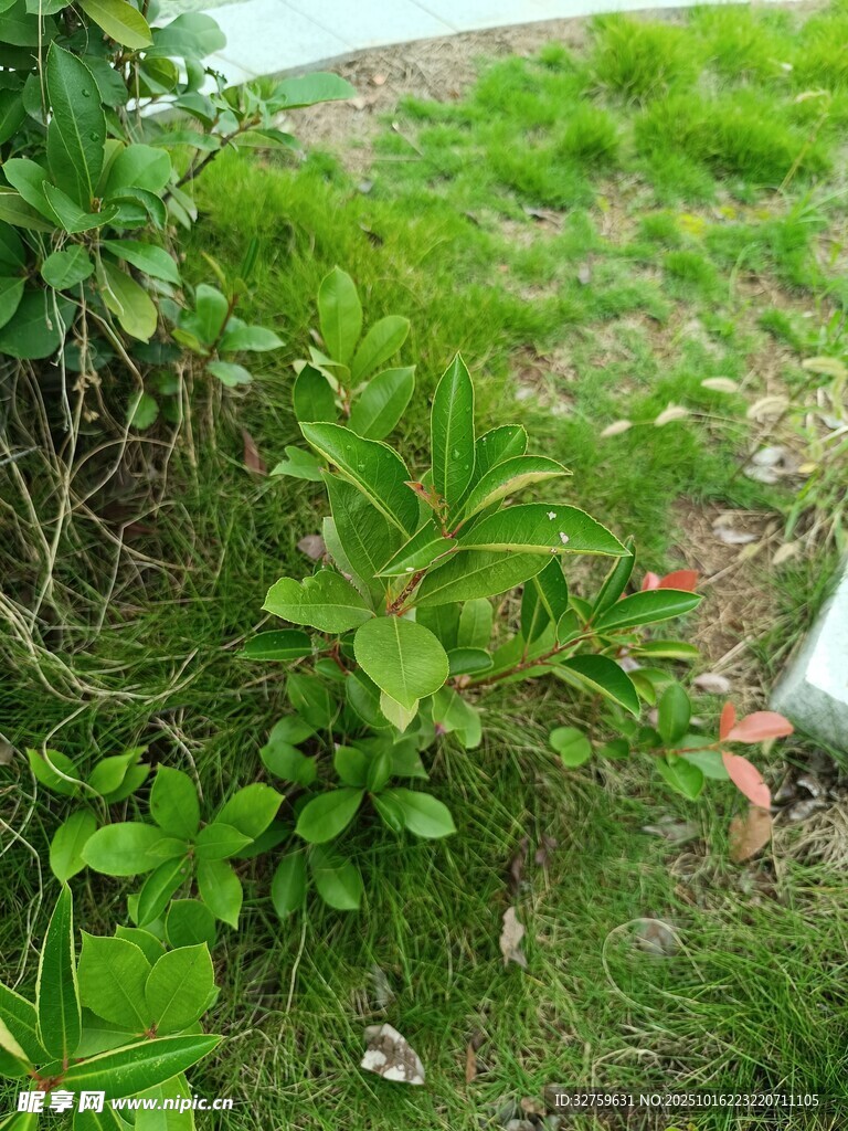 草丛中的绿色植物
