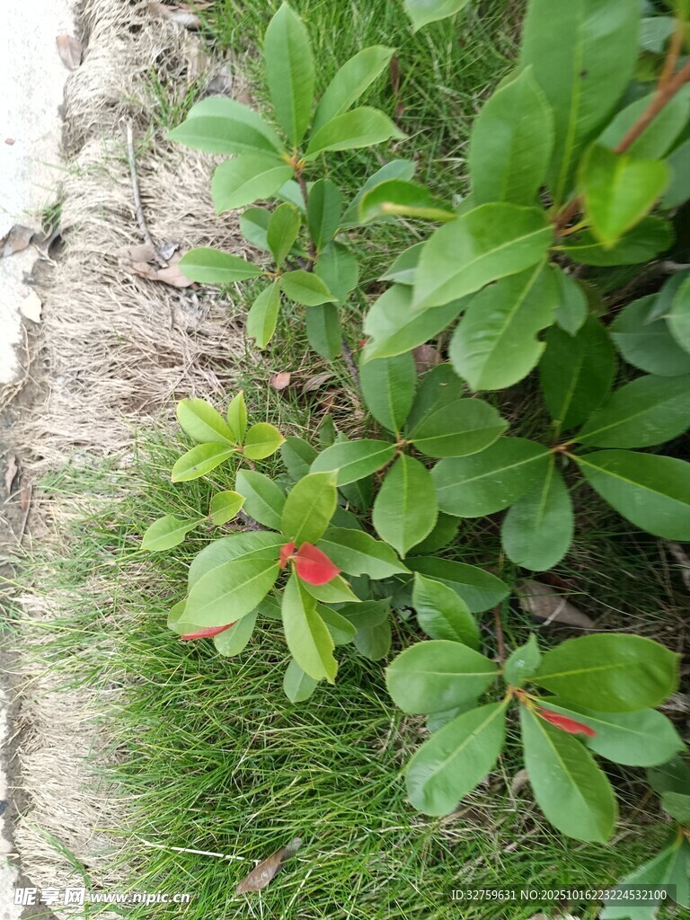 绿叶间的娇艳红花