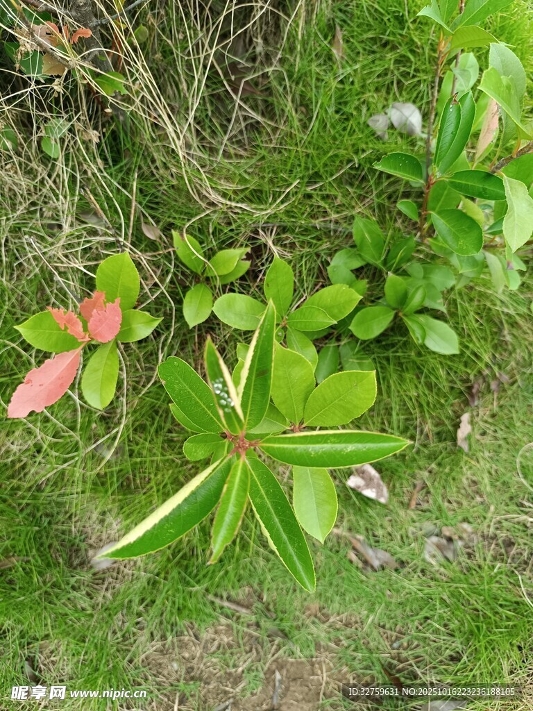 草地上的多彩植物