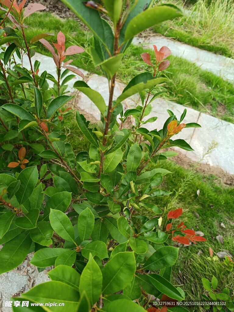 绿叶红花的生机植物景观